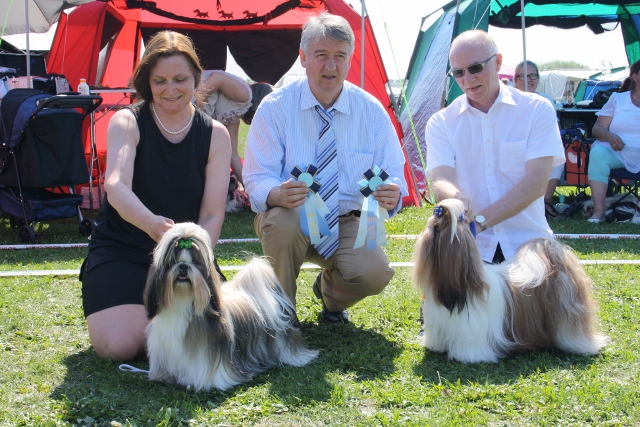 Shih Tzu Danmark